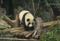 大熊猫视频大全